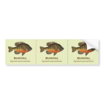 Bluegill Bream Fishing Bumper Sticker