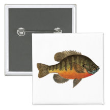 Bluegill Bream Pinback Buttons