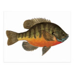 Bluegill Bream Postcards
