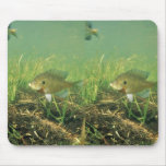 Bluegill Mousepads