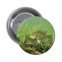 Bluegill Pinback Buttons