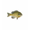 Bluegill Sunfish - Bream shirt