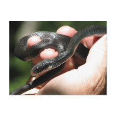 Blueish Black Racer postcard