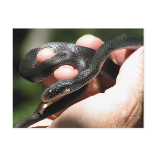 Blueish Black Racer postcard