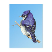 Bluejay 3 Postcard