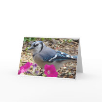 Bluejay Gift Ideas Card