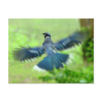 Bluejay in Flight Postcard