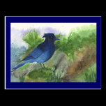 Bluejay In Muskeg postcards