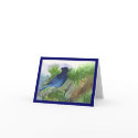Bluejay In the Muskeg cards by cnlbell Bluejay In the Muskeg cards