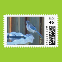 Bluejay on birdbath postage postage