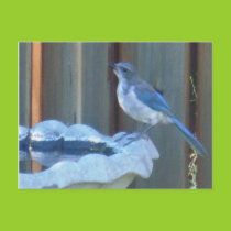 Bluejay on birdbath postcards