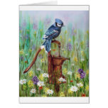 Bluejay: peaceful Perch Cards