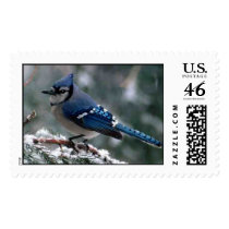 Bluejay postage