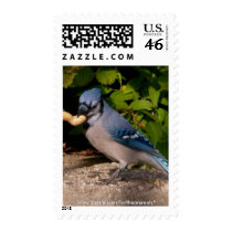 BlueJay Postage Stamps (vertical)
