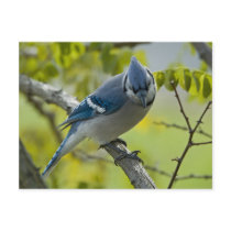 Bluejay Postcard