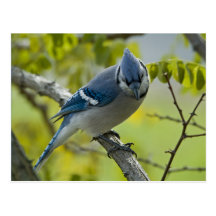 Bluejay Postcard