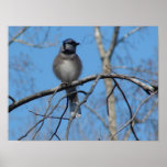 BlueJay Poster