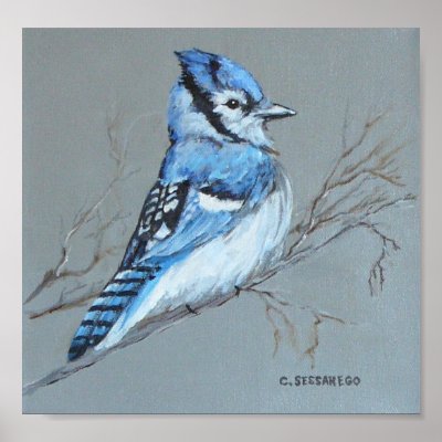 "Bluejay' print by csessarego