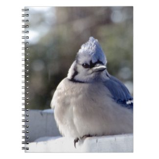 Bluejay Spiral Note Book