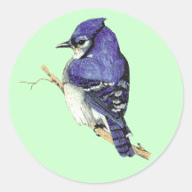Bluejay Sticker