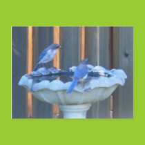 Bluejays in the birdbath postcard postcards