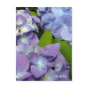 "Bluest Blue Hydrangeas" Notes & Stamps postcards
