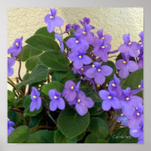 Bluest Blue Violets Posters