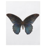 BlueSwallowTail Butterfly flyers