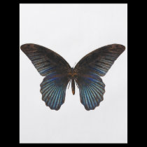 BlueSwallowTail Butterfly flyers