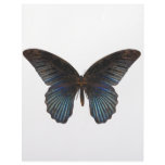 BlueSwallowTail Butterfly letterhead