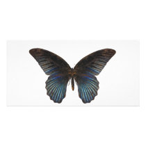 BlueSwallowTail Butterfly Picture Card