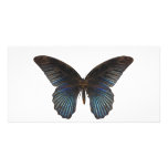 BlueSwallowTail Butterfly Picture Card
