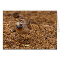 Bluethroat, Blaukehlchen, Luscinia svecica Greeting Card