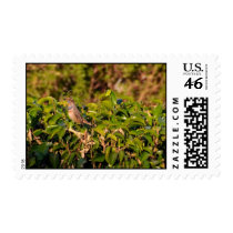 Bluethroat, Blaukehlchen, Luscinia svecica postage