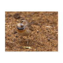 Bluethroat, Blaukehlchen, Luscinia svecica Post Card