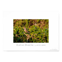 Bluethroat, Blaukehlchen, Luscinia svecica posters