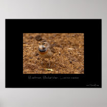 Bluethroat, Blaukehlchen, Luscinia svecica Print