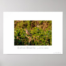 Bluethroat, Blaukehlchen, Luscinia svecica Posters