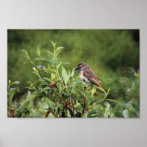 Bluethroat Male Print