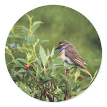 Bluethroat Male Stickers