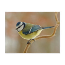 BlueTit Photo - Postcard