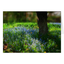 Bluets in the sunlight card
