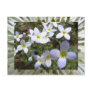 bluets postcards