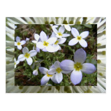 bluets postcards