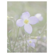 Bluets - Quaker Ladies Custom Letterhead