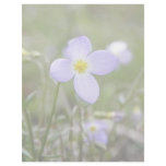 Bluets - Quaker Ladies Custom Letterhead