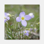 Bluets - Quaker Ladies Refrigerator Magnet