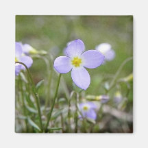 Bluets - Quaker Ladies Refrigerator Magnet