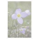 Bluets - Quaker Ladies Stationery