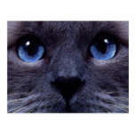 blueyes post cards